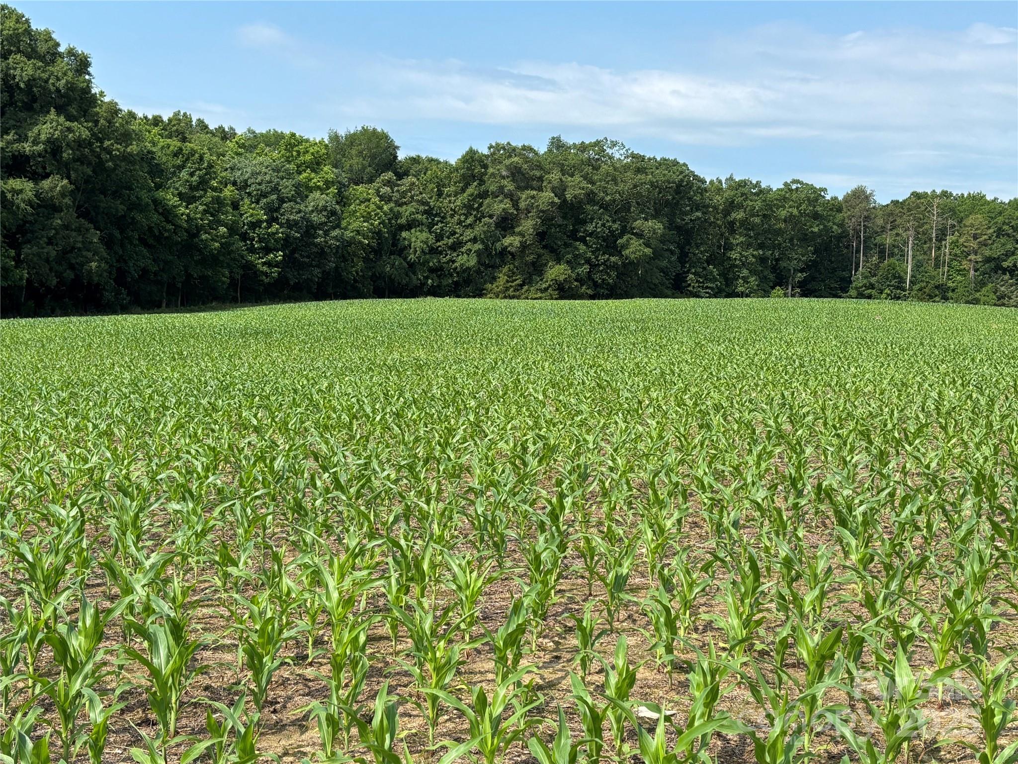 a view of a green field with plants in the background
