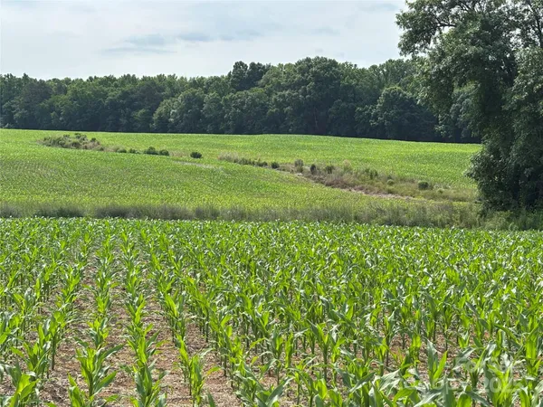 a view of a green field with plants