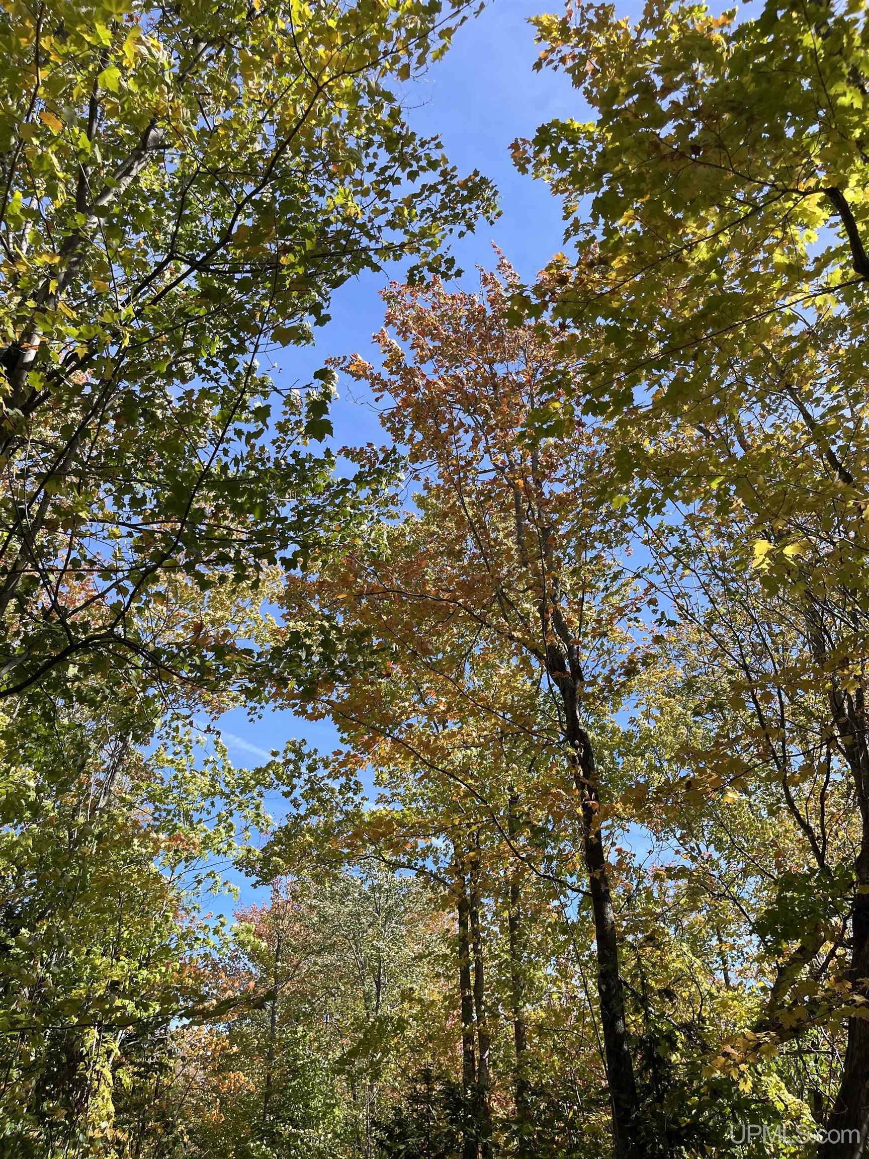 160 Acres Off H-58 Road Seney, MI 49883 - Photo 22 of 26