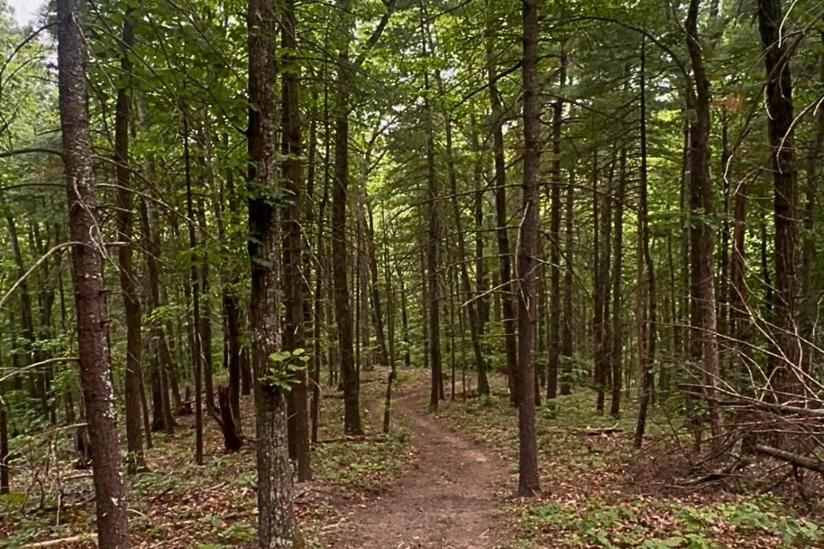 3994 Yates Road Shawsville, VA 24162 - Photo 28 of 40 land for sale in shawsville va 22
