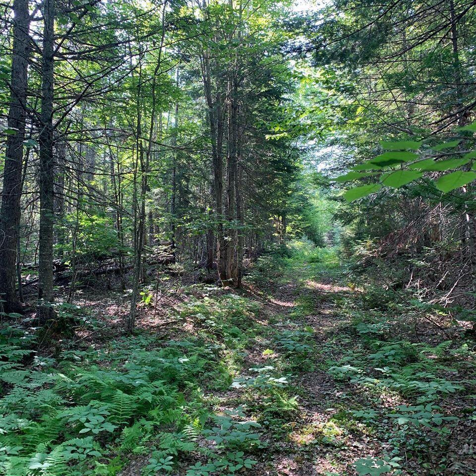 341 Highway 1 Weston, ME 04424 - Photo 93 of 107 Trail in Woods...