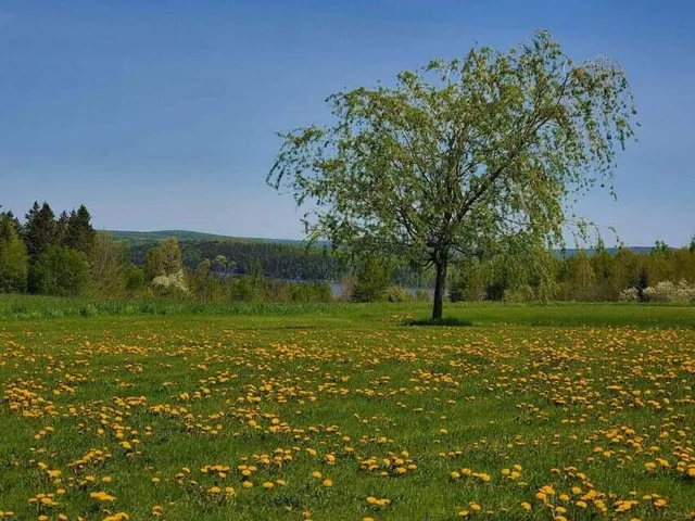 $1,199,000 | 341 Highway 1, Weston, ME 04424