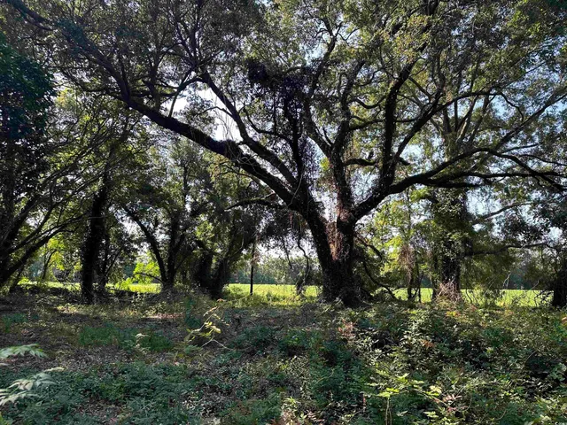 $410,000 | Tbd Sumter Highway, Kingstree, SC 29556