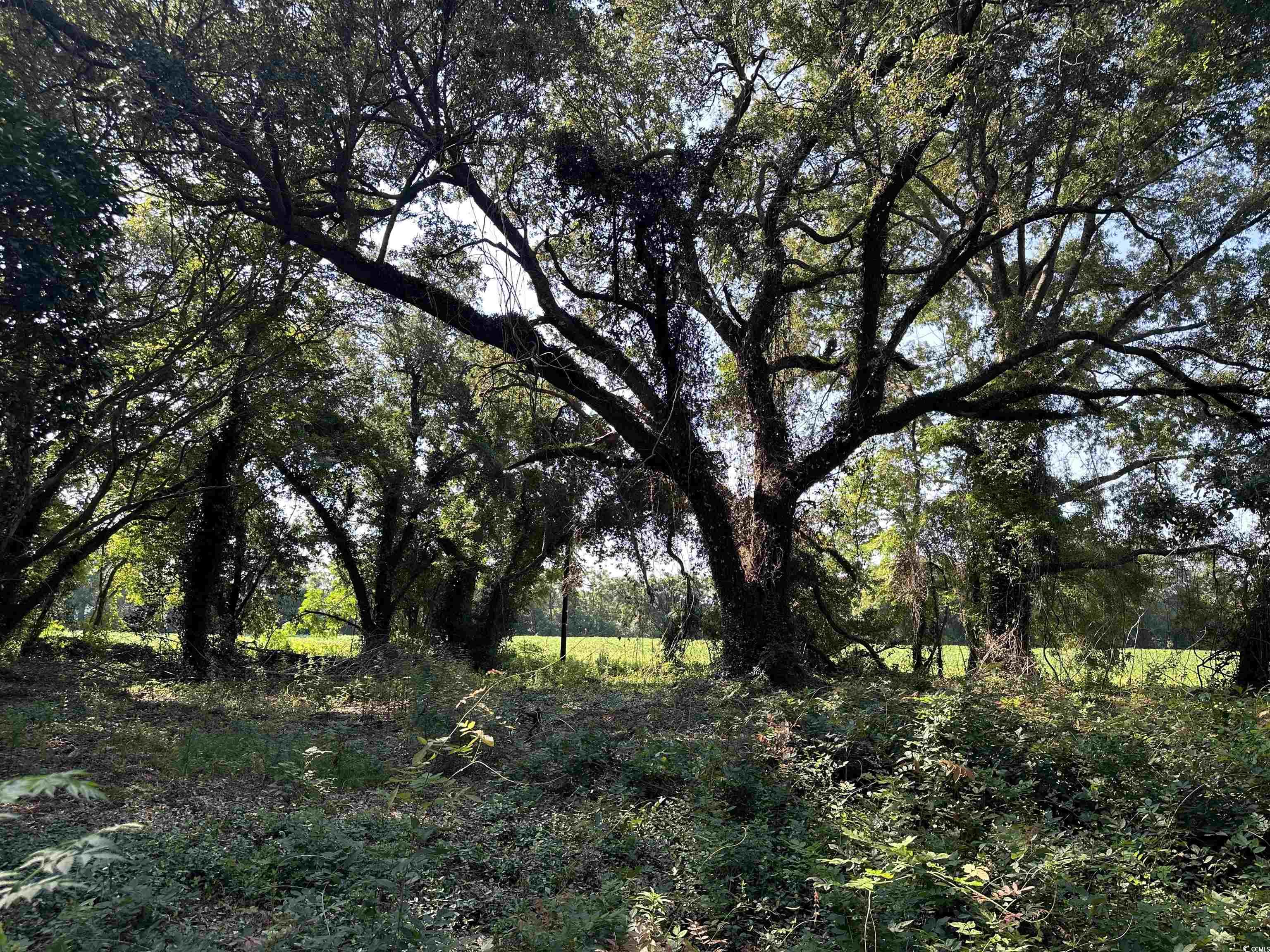 Tbd Sumter Highway Kingstree, SC 29556 - Photo 3 of 15