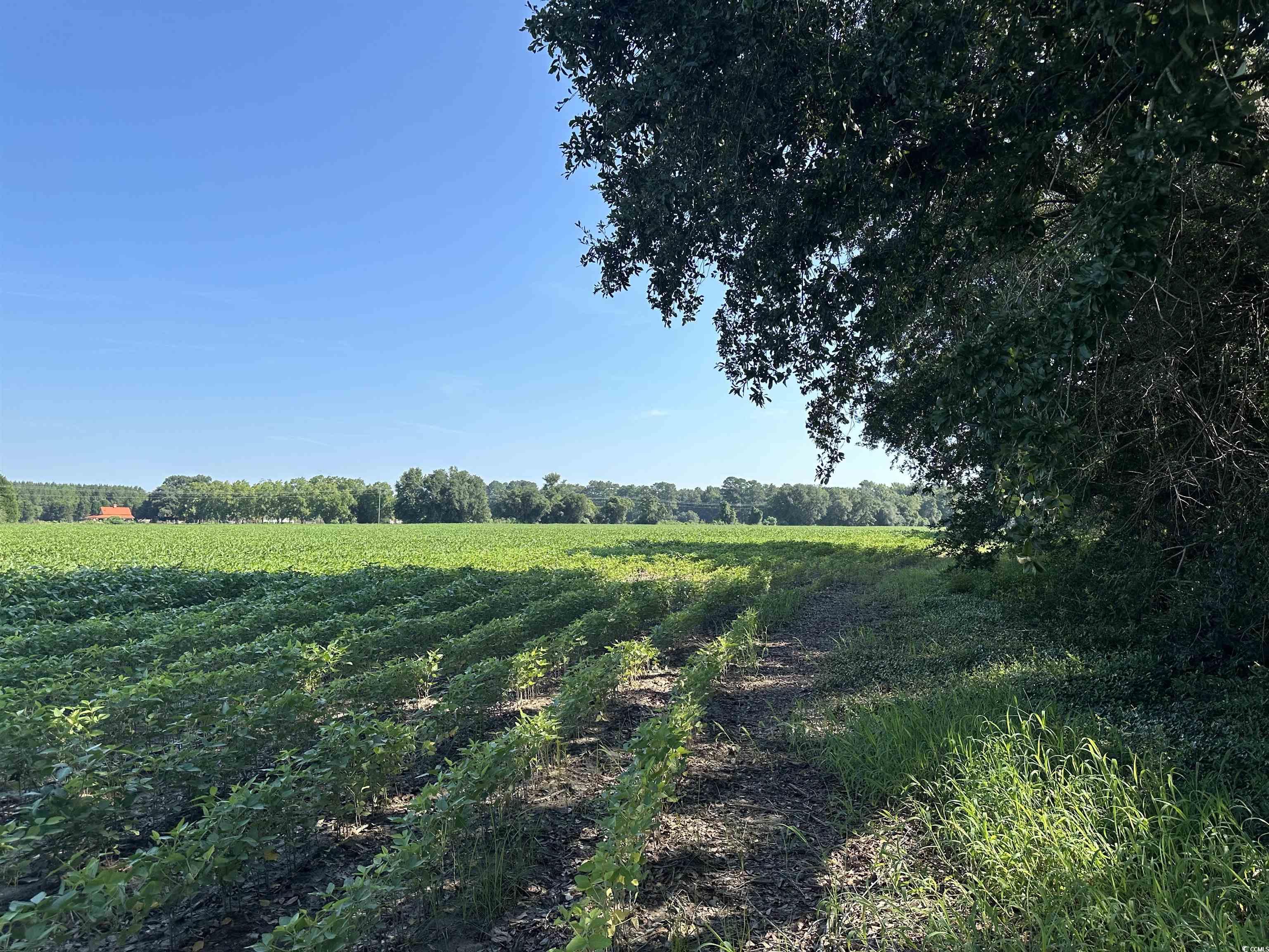 Tbd Sumter Highway Kingstree, SC 29556 - Photo 5 of 15