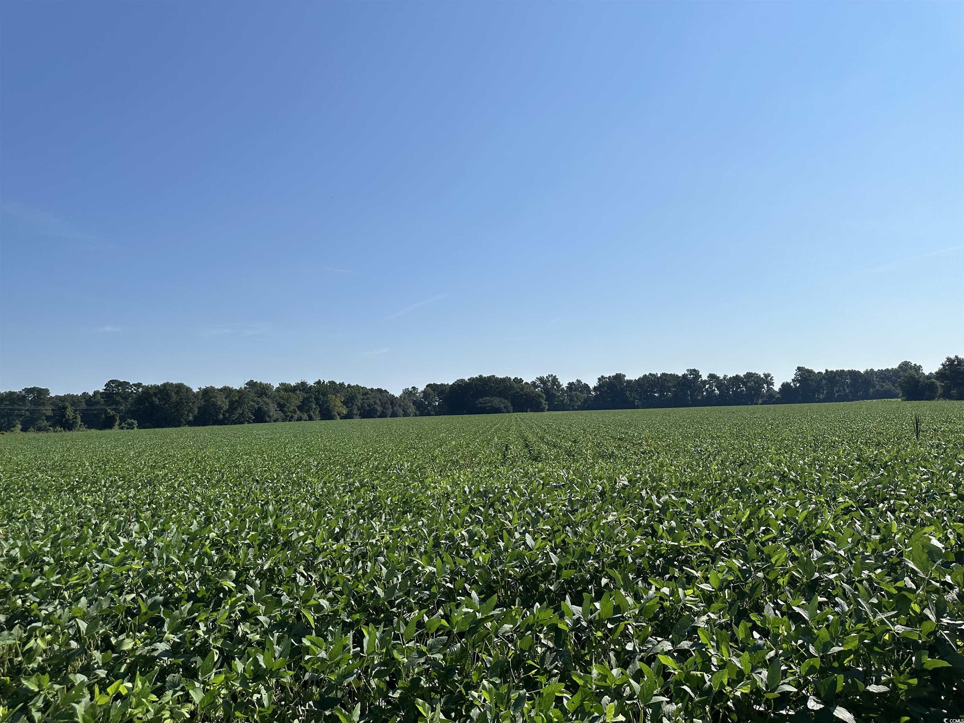 Tbd Sumter Highway Kingstree, SC 29556 - Photo 7 of 15