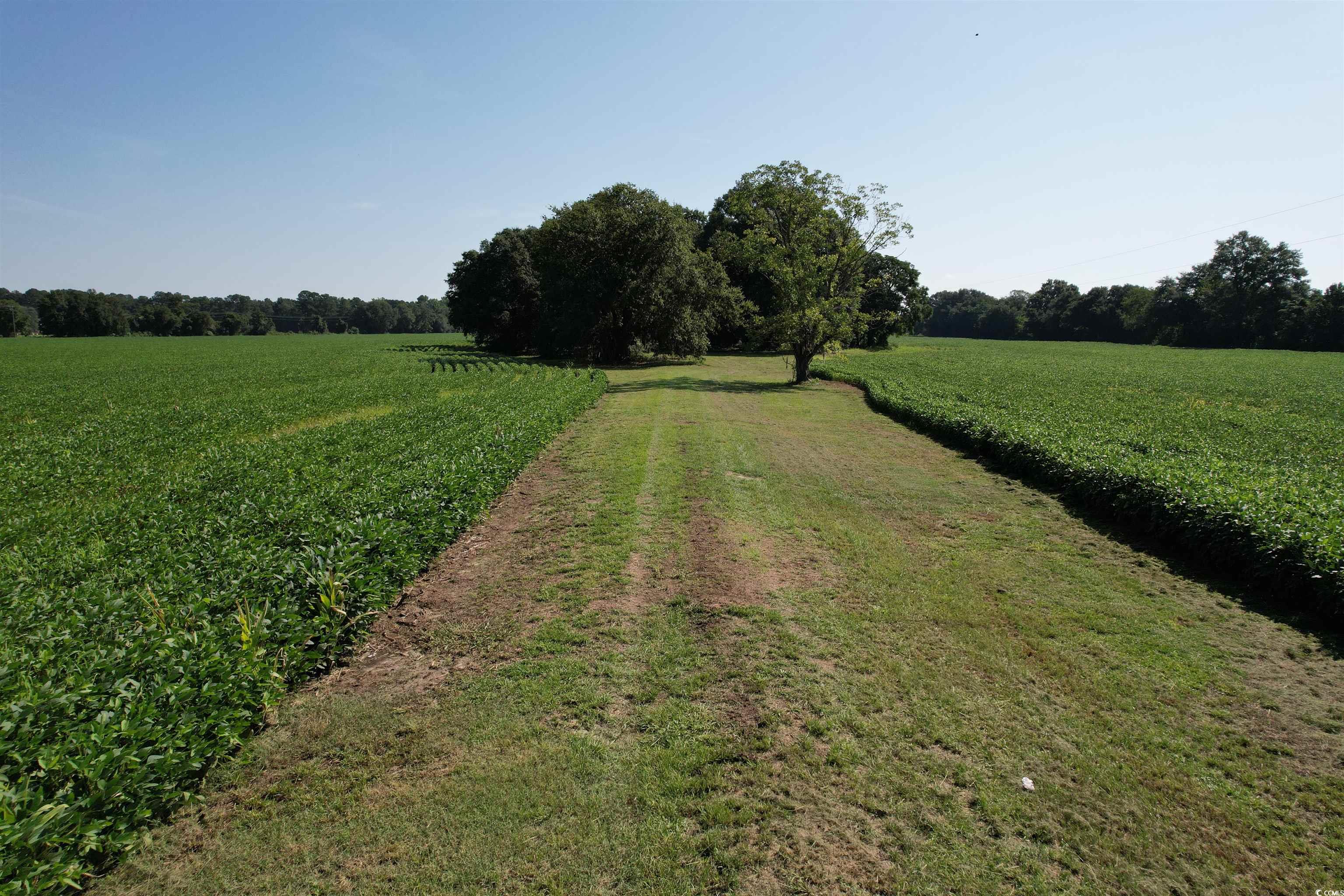 Tbd Sumter Highway Kingstree, SC 29556 - Photo 10 of 15