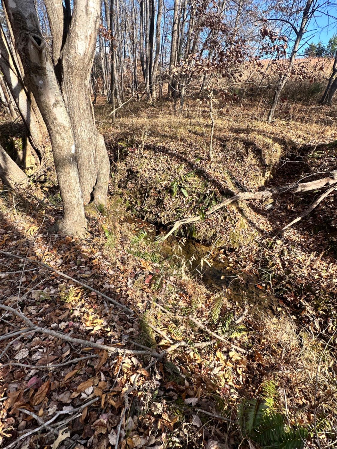 0 Lot 2b Police Tower Road Appomattox, VA 24522 - Photo 7 of 16 a view of a yard with a tree