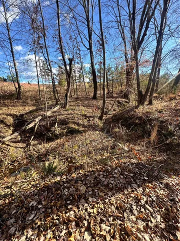 a view of covered with green space