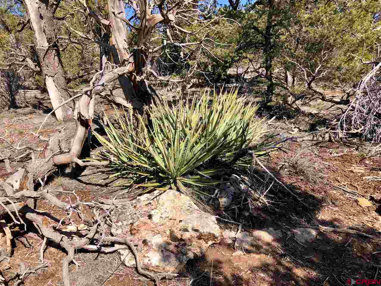 11220 Road Z Road Yellow Jacket, CO 81331 - Photo 21 of 30 a view of a tree in a garden