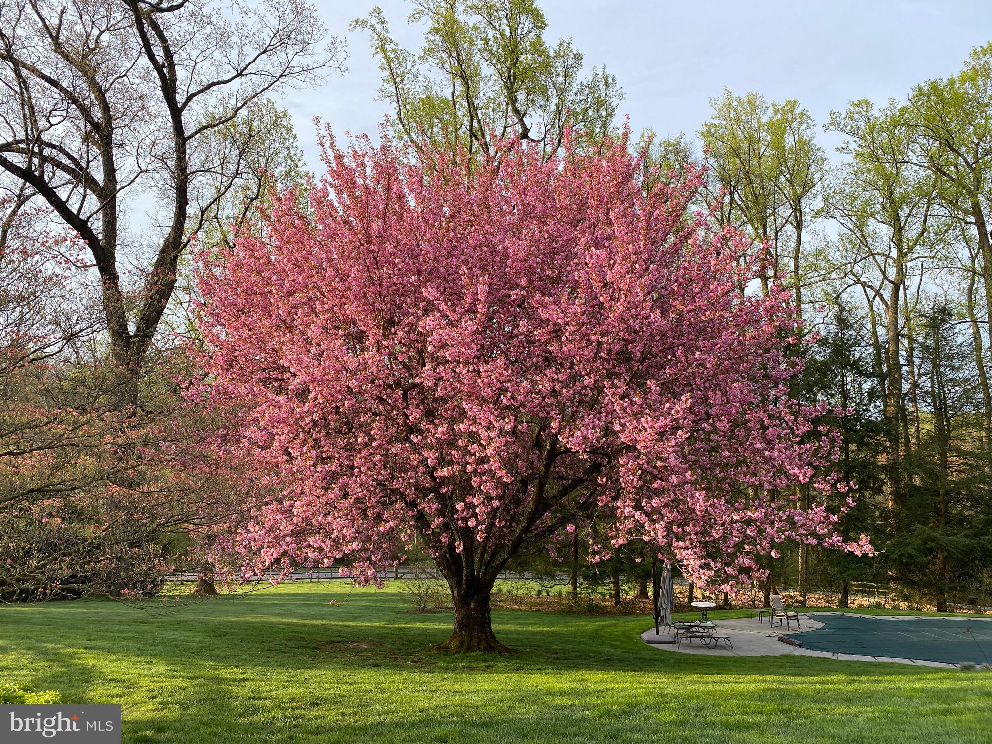 182 Grubb Road Malvern, PA 19355 - Photo 64 of 69 a big yard with lots of trees