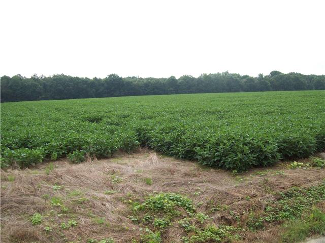 T1 Borderline Road Flintville, TN 37335 - Photo 2 of 6 a view of a big yard with plants and large trees