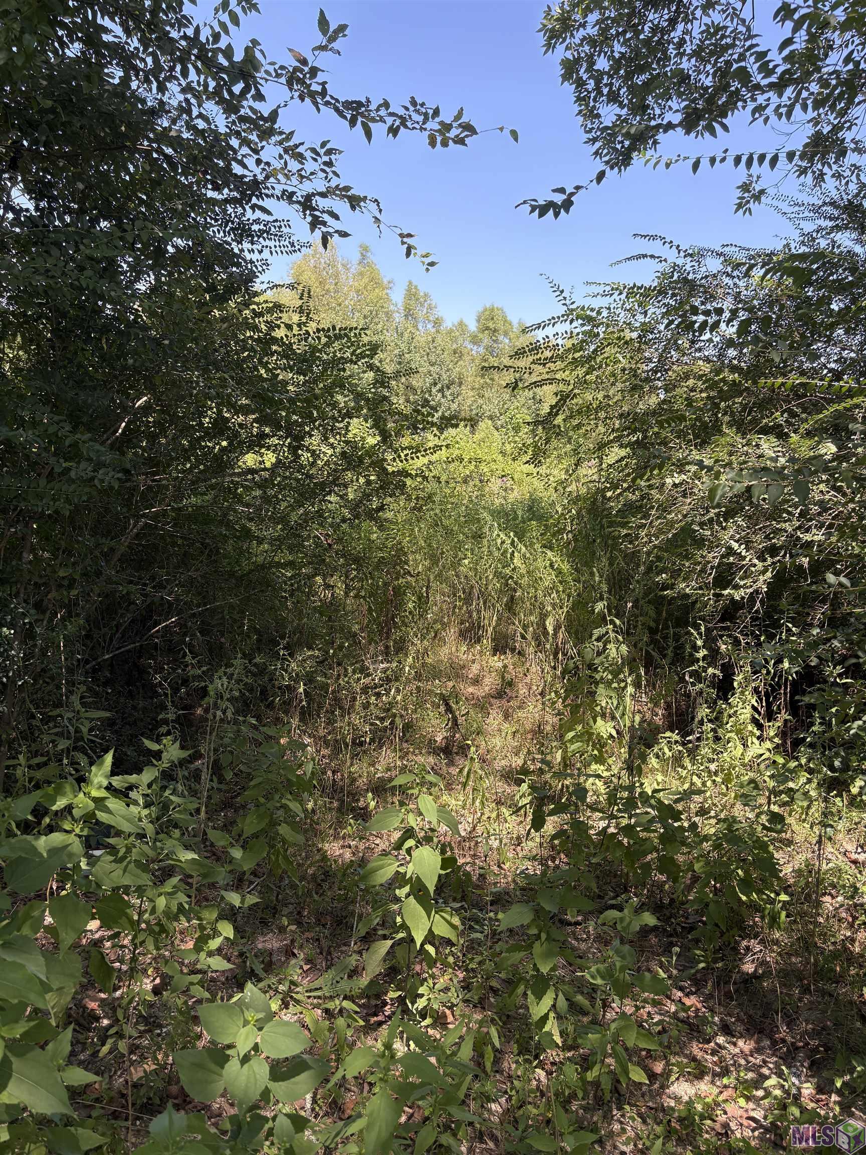 6493 Port Hudson-Pride Road Slaughter, LA 70777 - Photo 5 of 6