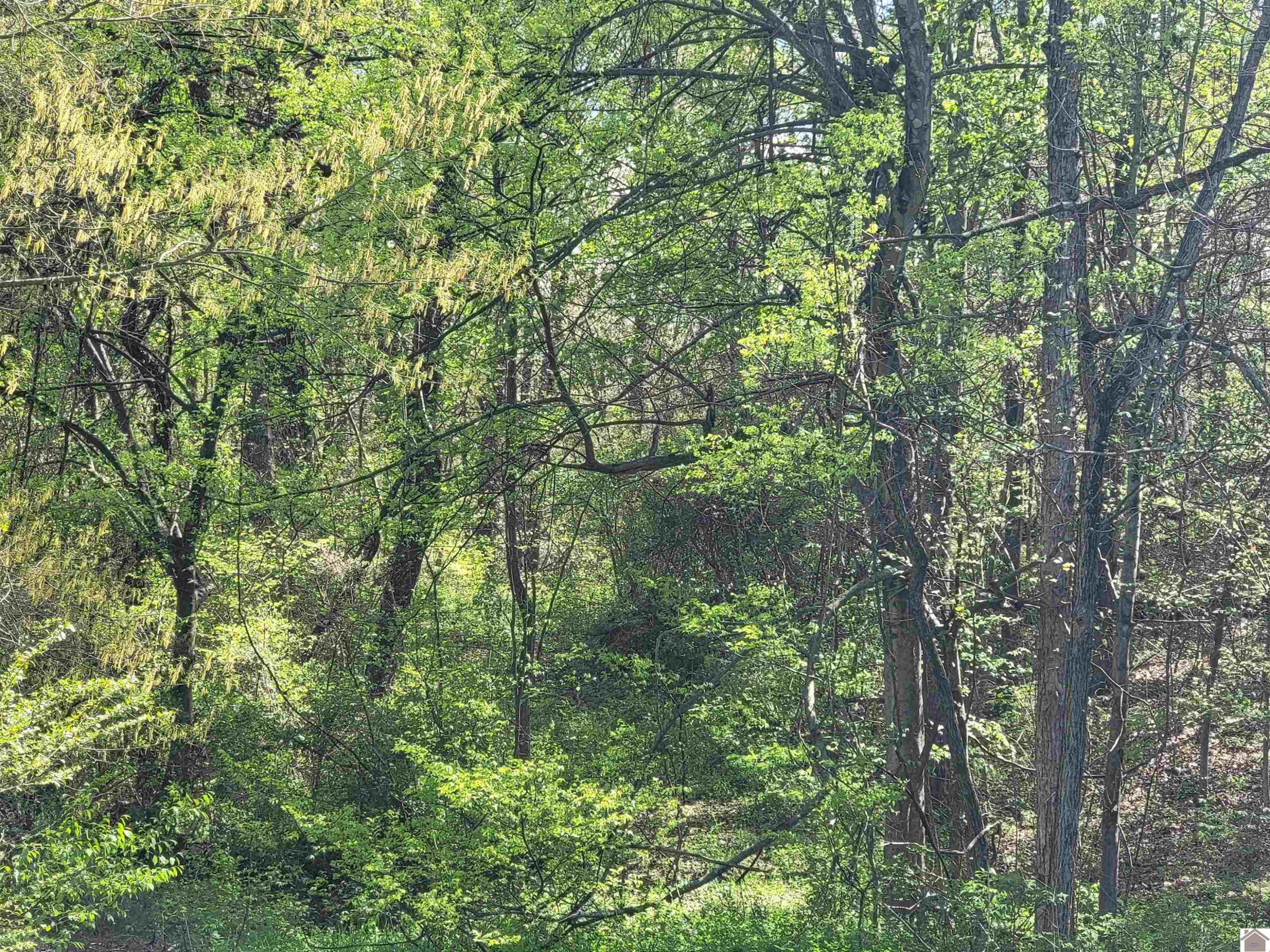 2624 Geibe Road Paducah, KY 42003 - Photo 7 of 7 Photo 7