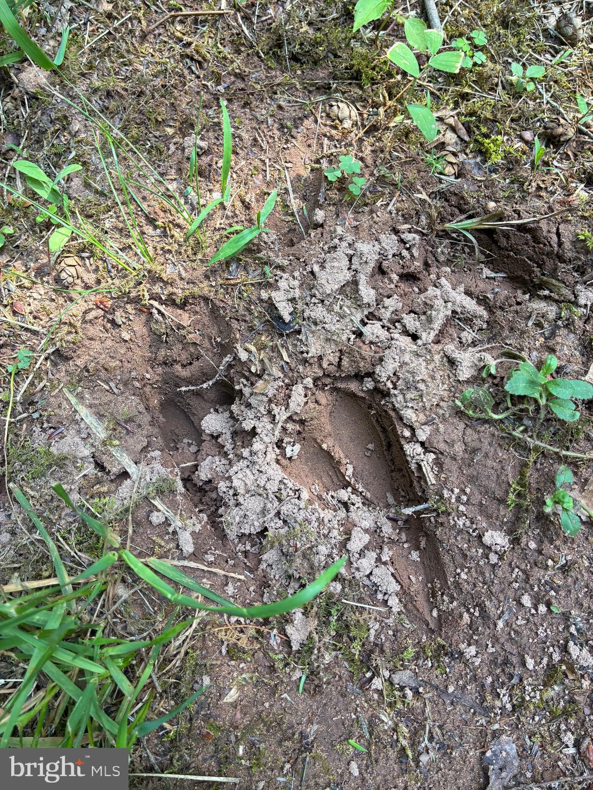 1499 Buggy Ridge Road Mount Jackson, VA 22842 - Photo 34 of 39 Deer track on the property