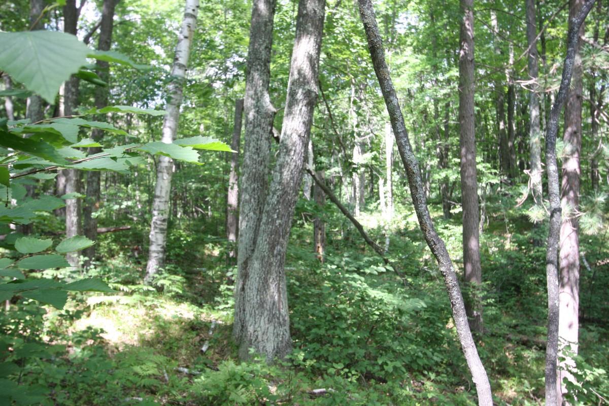 2-3 Bucktail Lane Rhinelander, WI 54501 - Photo 9 of 9 Gallery Image 9
