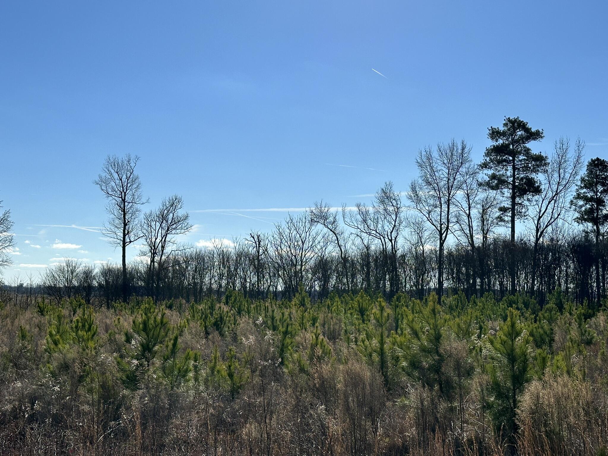 Lot 6 Triangle Road Louisville, GA 30434 - Photo 7 of 10 IMG_7206