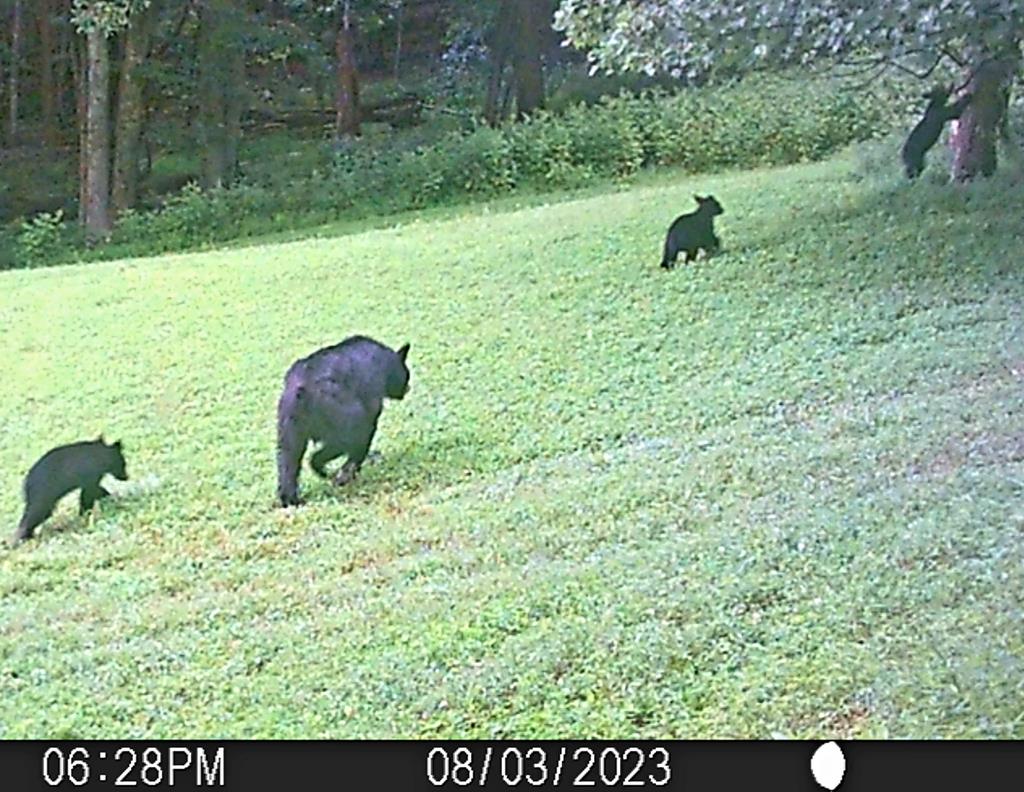 Lot G Springdale Road, Unit G Pearisburg, VA 24134 - Photo 59 of 62 Gallery Image 59