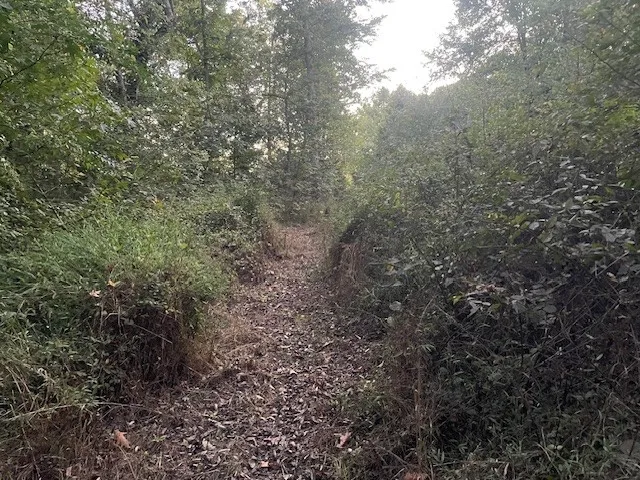 a view of a large yard with lots of trees