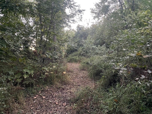 6160 Underwood Road Springfield, TN 37172 - Photo 16 of 21 a view of a forest with lots of trees