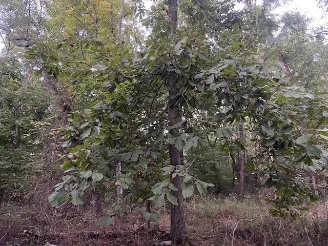 a view of a forest with a tree