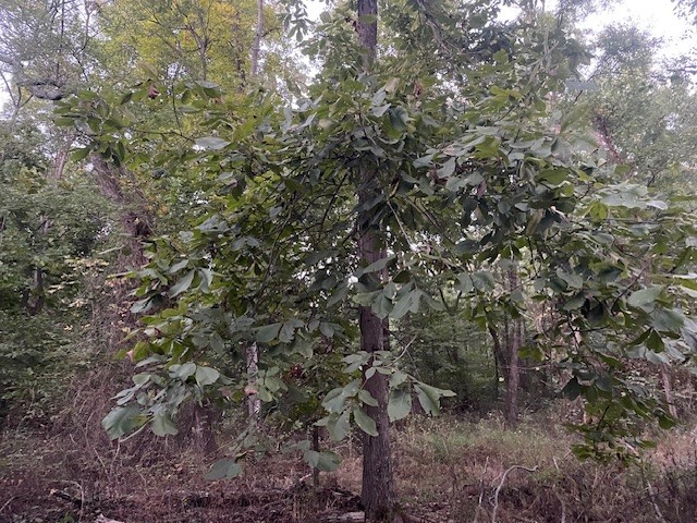 6160 Underwood Road Springfield, TN 37172 - Photo 17 of 21 a view of a forest with a tree