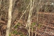 Lot 49 Harmony Grove Road, Unit 49 Nebo, NC 28761 - Photo 4 of 10 Gallery Image 4