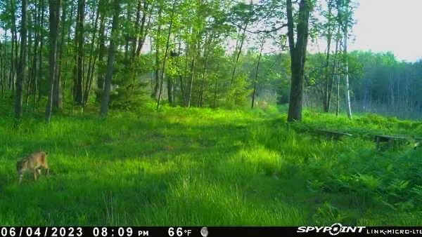 $100,000 | 3486 West Forest Trail Road, Manistee, MI 49660