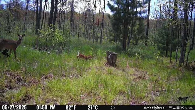 $100,000 | 3486 West Forest Trail Road, Manistee, MI 49660