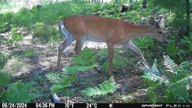 $100,000 | 3486 West Forest Trail Road, Manistee, MI 49660