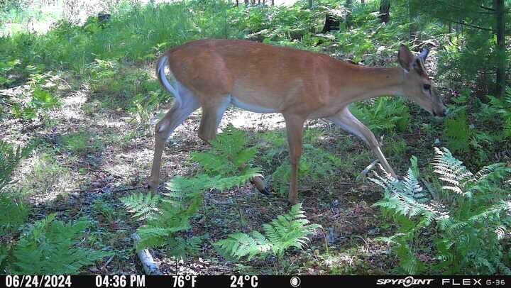 3486 West Forest Trail Road Manistee, MI 49660 - Photo 18 of 21 IMG_8542