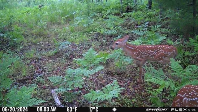 $100,000 | 3486 West Forest Trail Road, Manistee, MI 49660