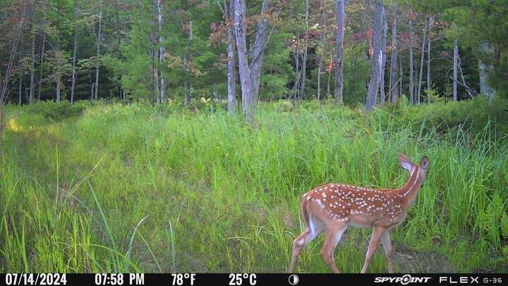 3486 West Forest Trail Road Manistee, MI 49660 - Photo 20 of 21 IMG_8544