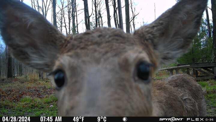 3486 West Forest Trail Road Manistee, MI 49660 - Photo 2 of 21 Wildlife