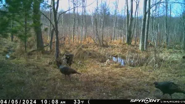 $100,000 | 3486 West Forest Trail Road, Manistee, MI 49660