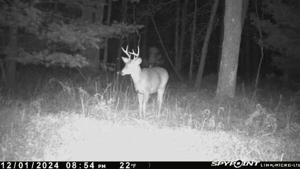 $100,000 | 3486 West Forest Trail Road, Manistee, MI 49660