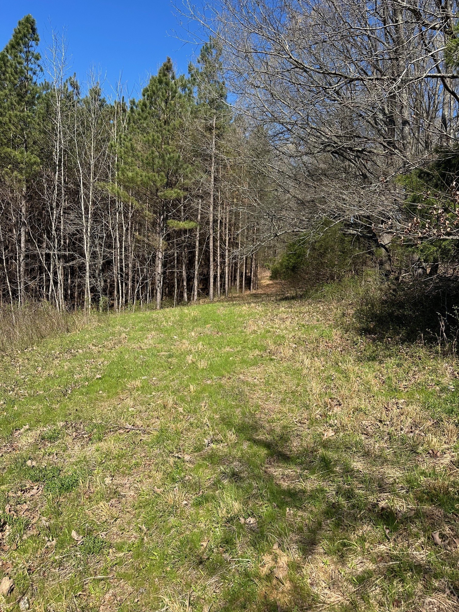 0 Pope Road Elkmont, AL 35620 - Photo 2 of 9 a view of a yard with large trees