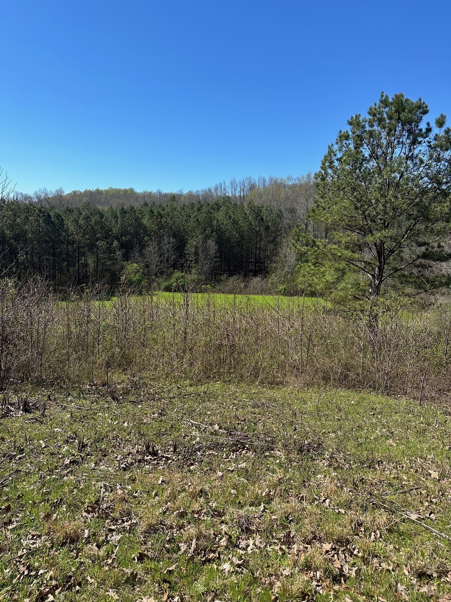 0 Pope Road Elkmont, AL 35620 - Photo 3 of 9 a view of a yard with a tree