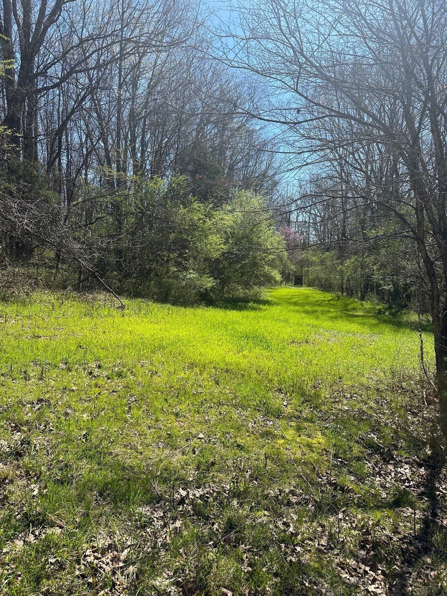 0 Pope Road Elkmont, AL 35620 - Photo 5 of 9 a view of yard with swimming pool and green space