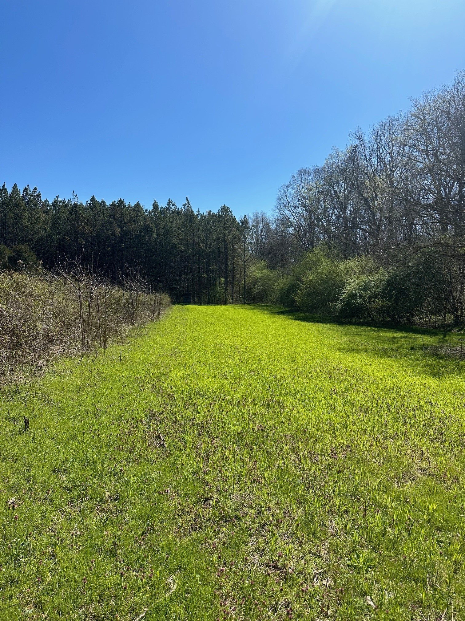 0 Pope Road Elkmont, AL 35620 - Photo 7 of 9 a view of a lake from a yard