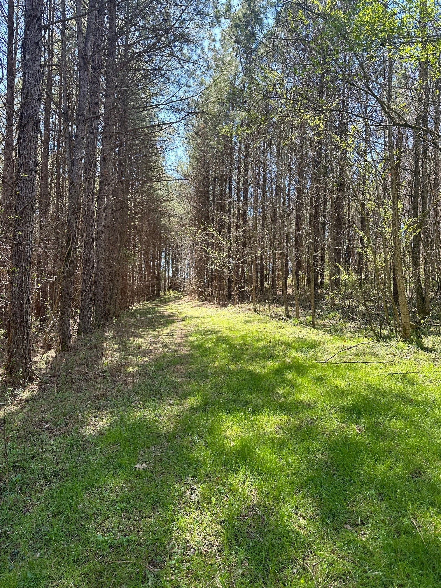 0 Pope Road Elkmont, AL 35620 - Photo 8 of 9 a view of outdoor space with trees all around