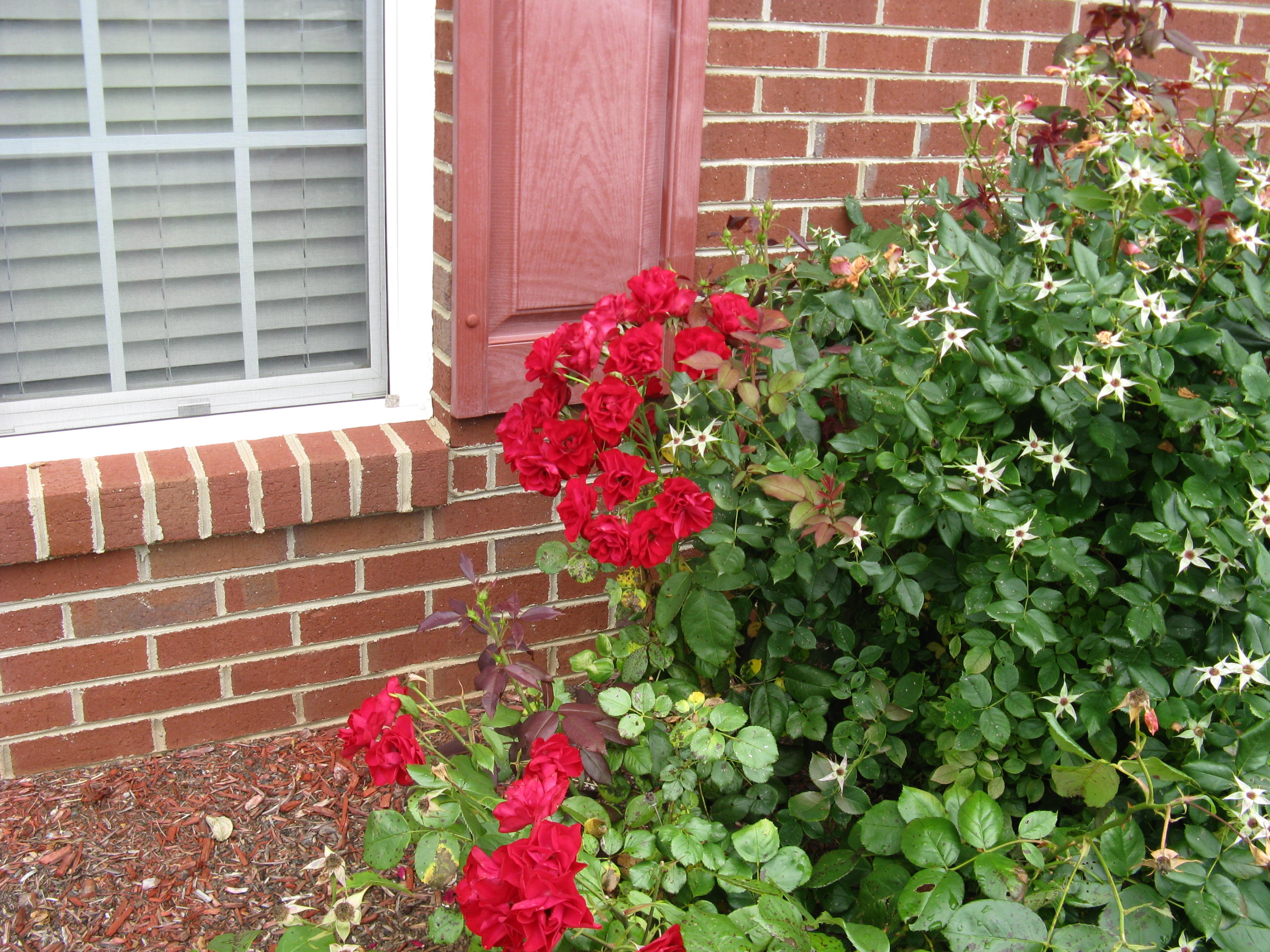 629 Castleridge Road Vinton, VA 24179 - Photo 15 of 19 roses