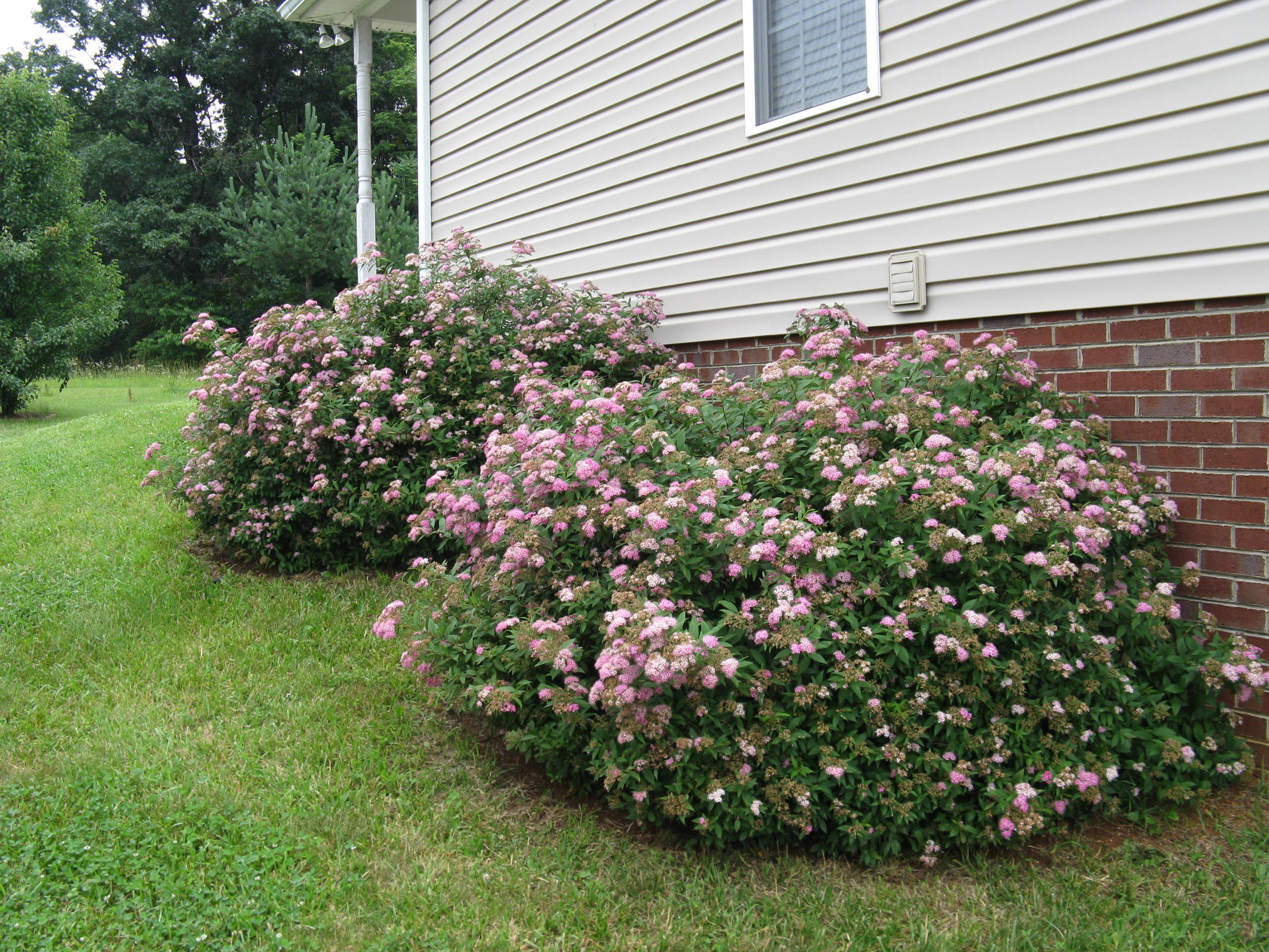 629 Castleridge Road Vinton, VA 24179 - Photo 16 of 19 side yard