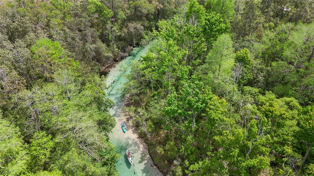 6151 New Osprey Point Weeki Wachee, FL 34607 - Photo 54 of 63 a view of a lush green forest