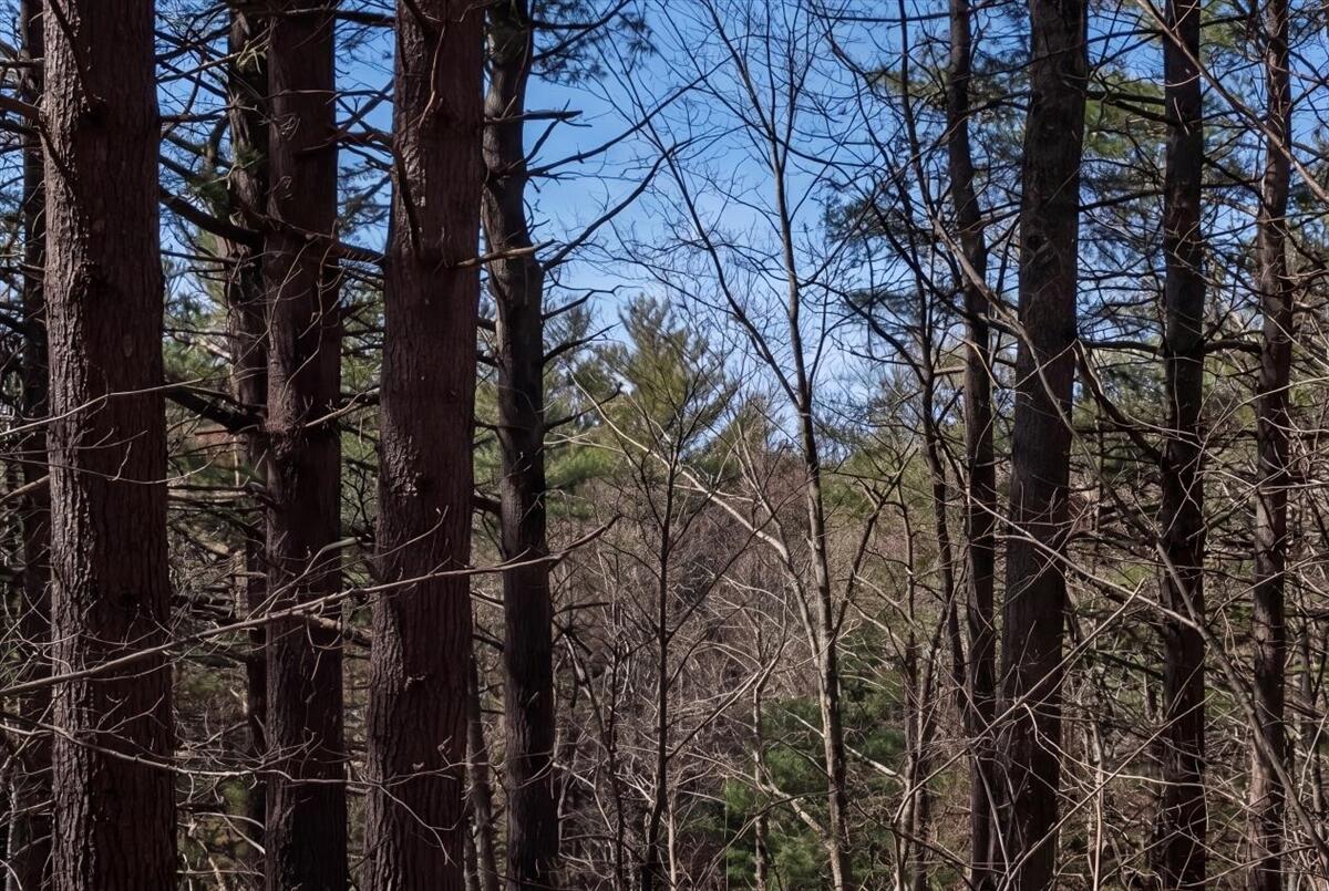 471 Bisbee Town Road Waterford, ME 04088 - Photo 12 of 79 12-exterior_woods