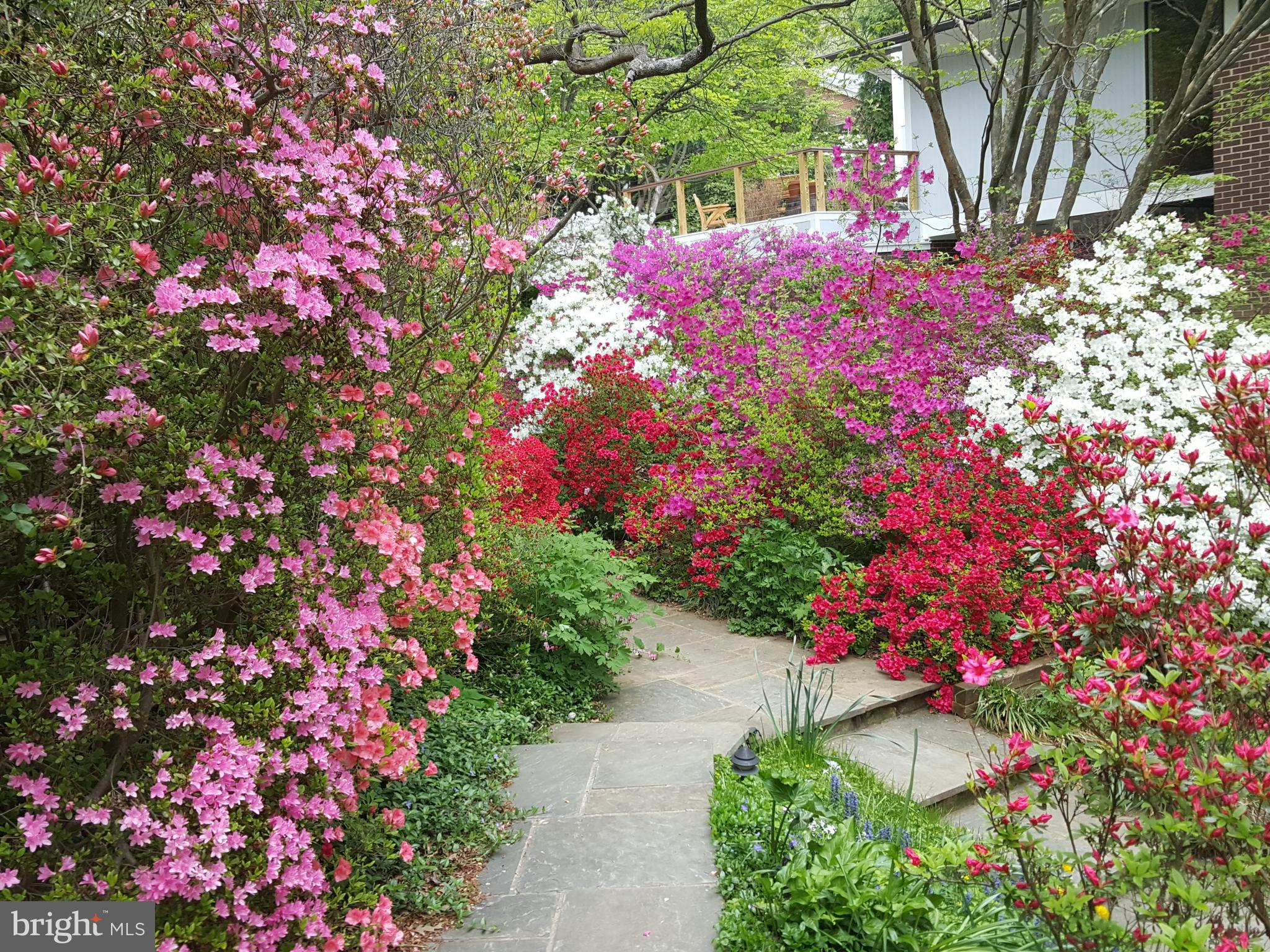3913 Rickover Road Silver Spring, MD 20902 - Photo 32 of 43 Front yard in Spring
