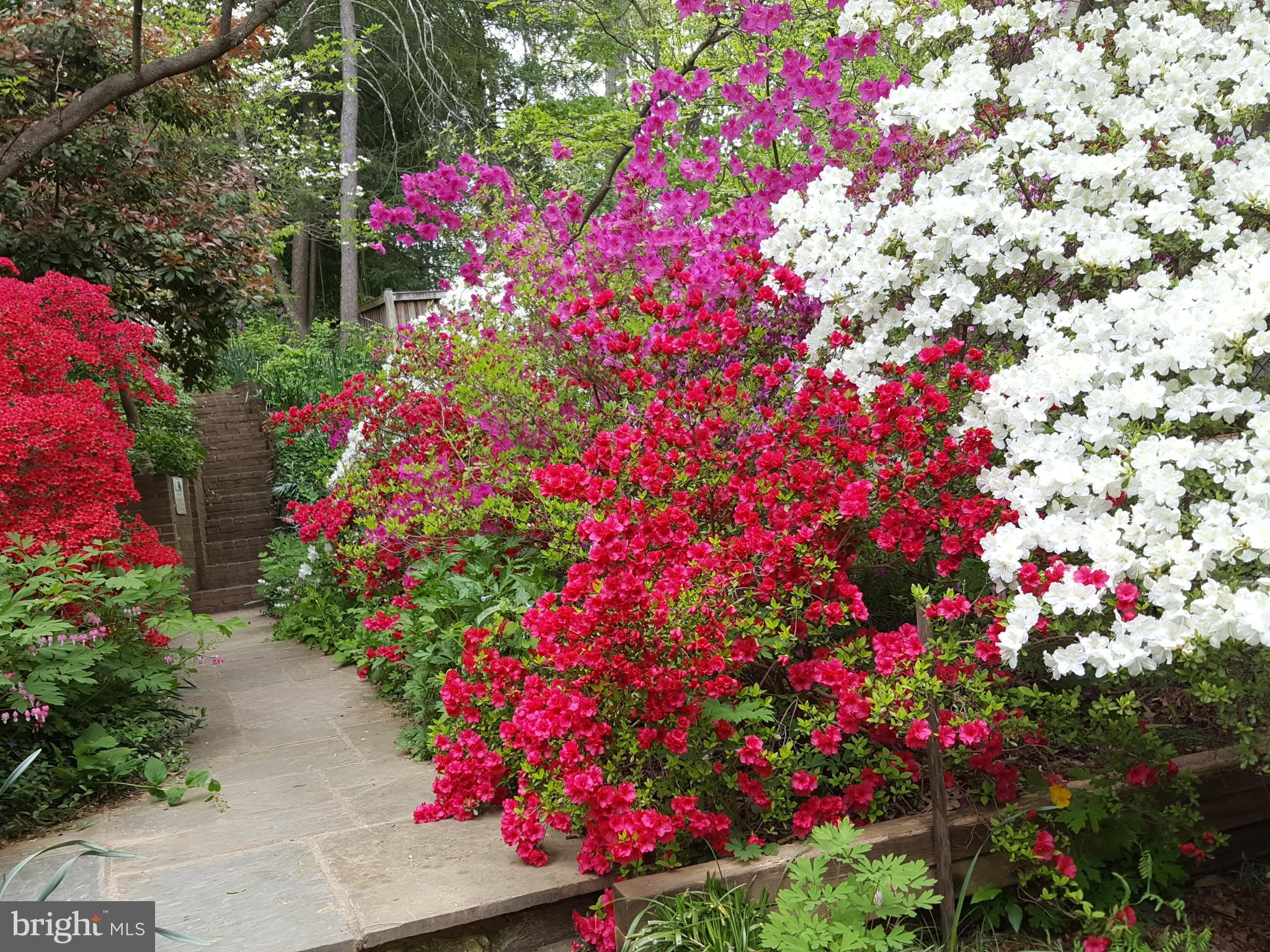 3913 Rickover Road Silver Spring, MD 20902 - Photo 33 of 43 Front yard in Spring