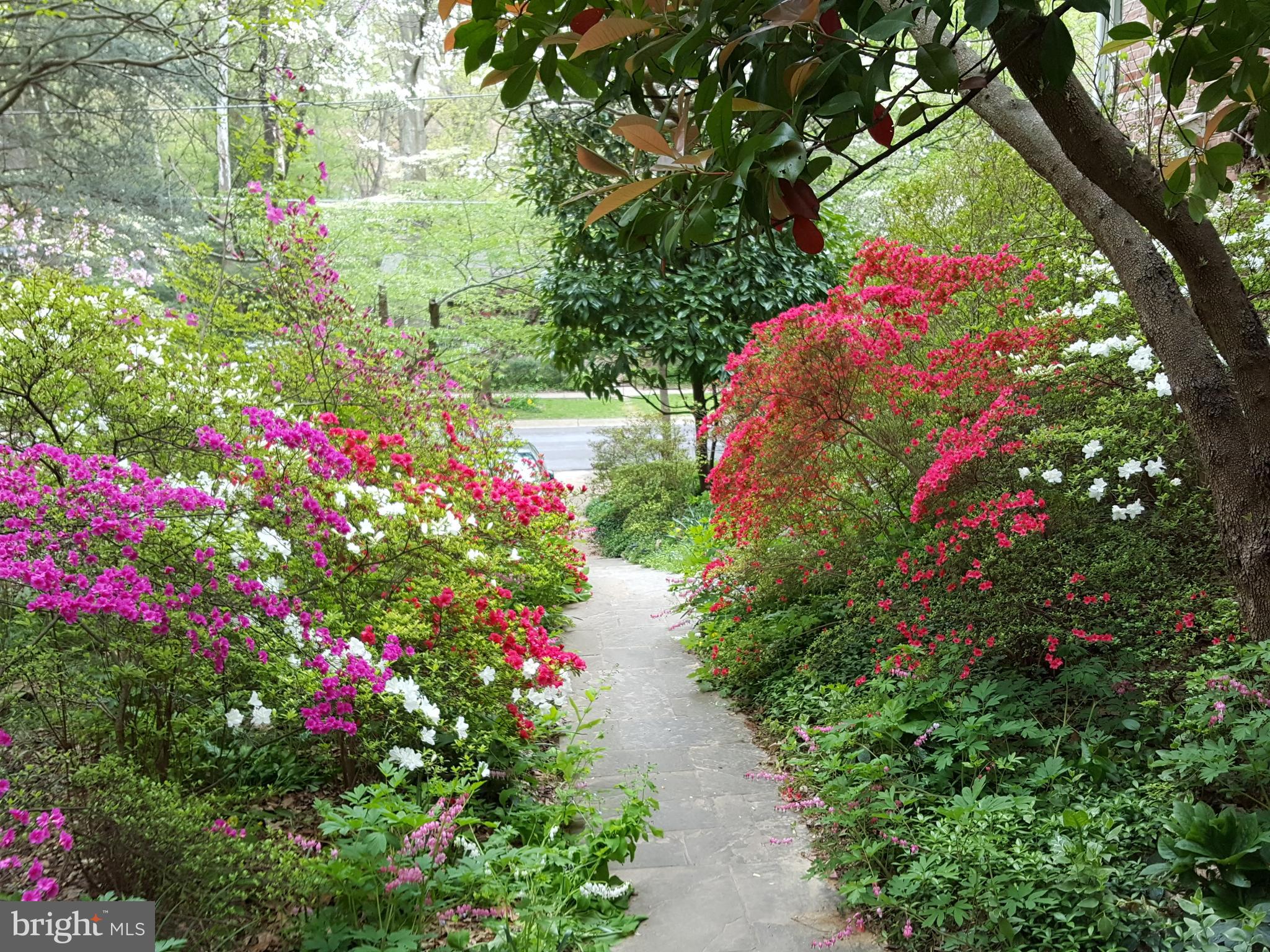 3913 Rickover Road Silver Spring, MD 20902 - Photo 34 of 43 Front walkway in Spring