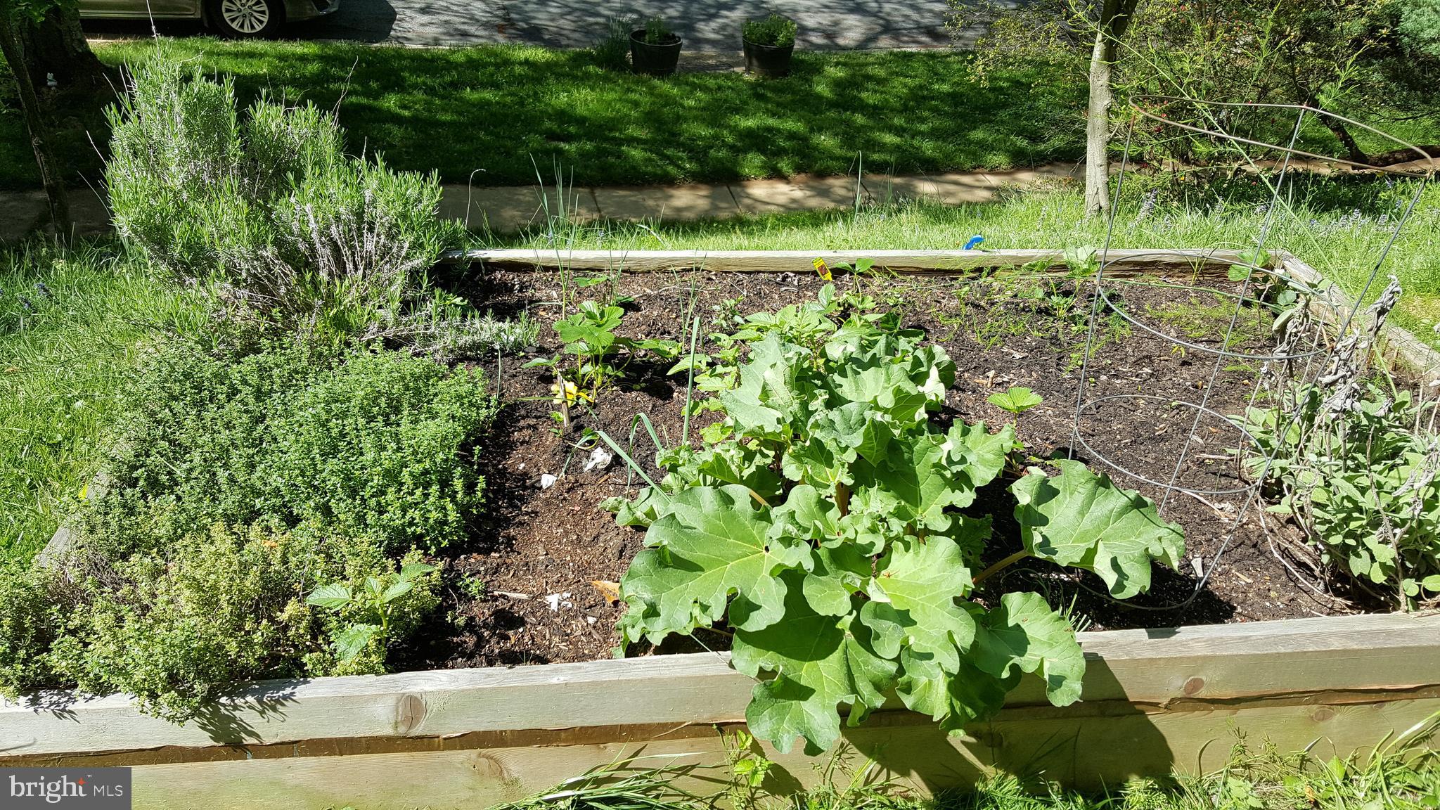 3913 Rickover Road Silver Spring, MD 20902 - Photo 36 of 43 Veggie bed
