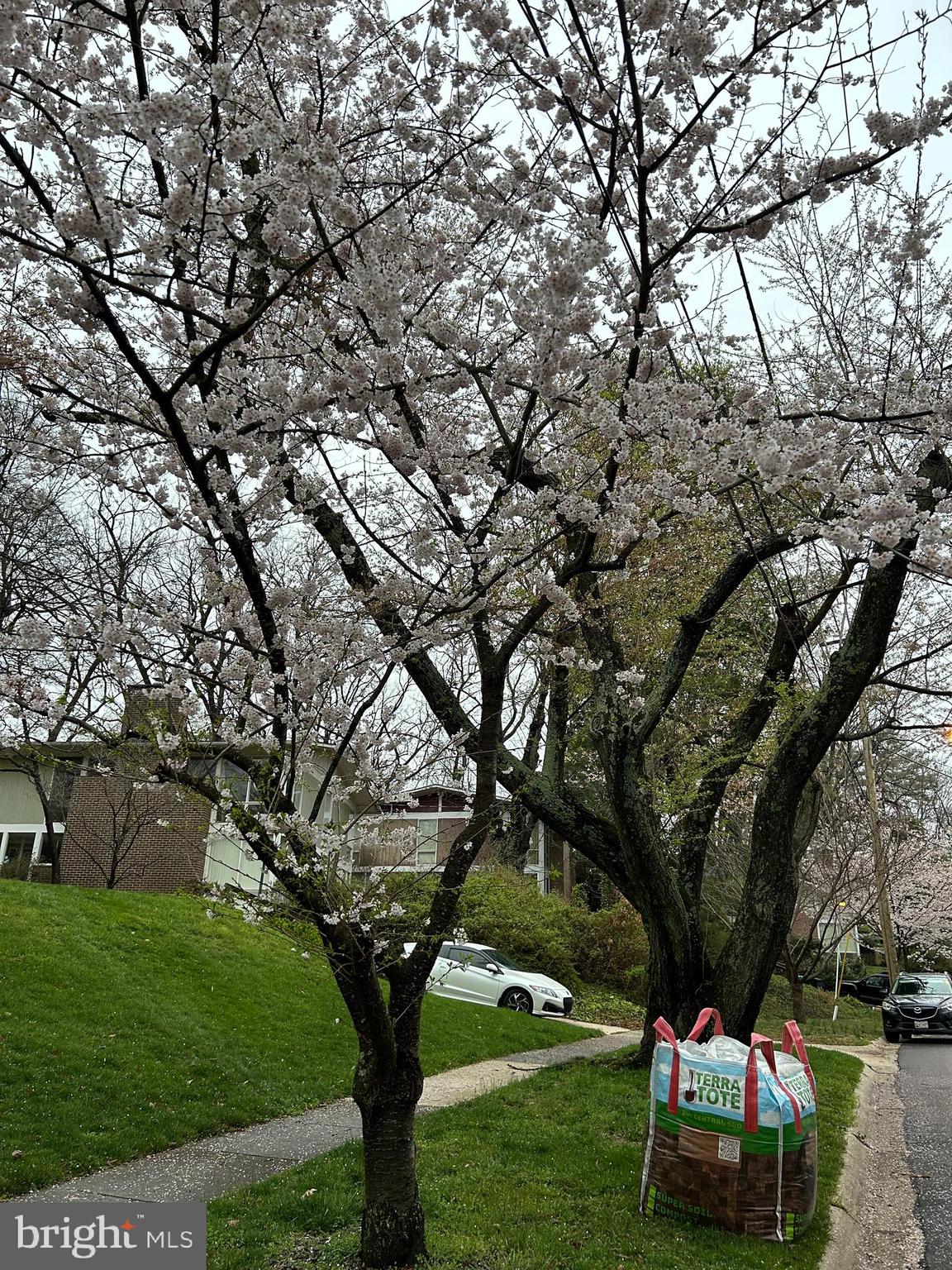 3913 Rickover Road Silver Spring, MD 20902 - Photo 40 of 43 Cherry trees in the hood